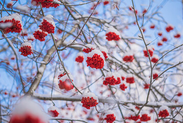 Red berries of mountain ash under the snow.