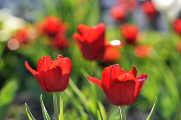 Red flower tulip close up