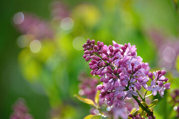 lilac buds and flowers in water drops after rain
