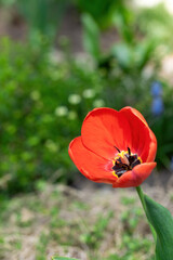 Red flower tulip close up