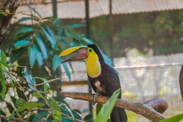 Hermoso tucan pico colorido en zoologico de Panama Summit