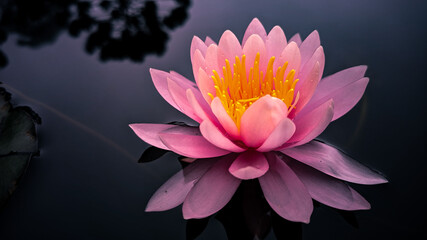 pink water lilly