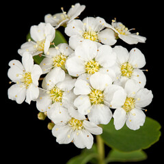 White flowers of Spirea aguta or Brides wreath, isolated on black background
