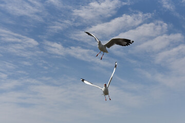 close-up of an attacking seagull flapping its wings against a cloudy blue sky