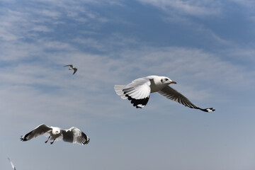 several flying gulls on a background of cloudy blue sky