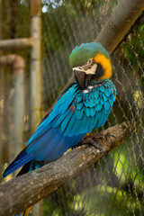 Guacamaya azul con amarillo posada en la naturaleza