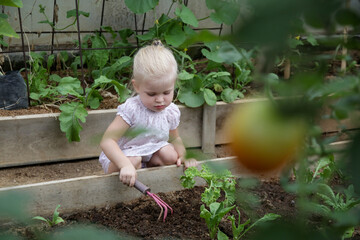 Little toddler girl playing with the soil and hand held rake in the organic vegetable garden