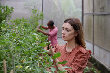 Obraz premium Young woman working in the greenhouse vegetable garden. Small family business of healthy organic food production. Local farmer markets and sustainability concept.