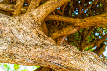 Twisted tree trunk with marks of strangulation