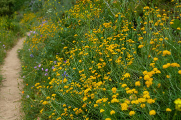Trail through the wildflowers, rolling hills, and redwoods in the Big Sur, California forest