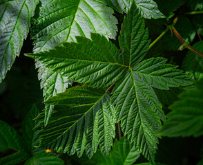 Green leaf texture, dark nature green background.