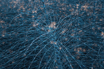 White poplar fluff on green nature background coloured in trending blue.