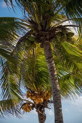 Coconuts on the palm against the blue sky background.