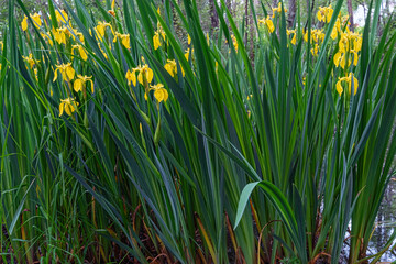 Yellow flowers of wild iris , nature background.