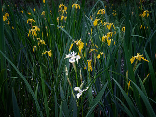 Yellow flowers of wild iris , nature background.