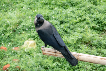 Crow Sitting on a Bamboo Pole