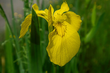 Yellow flowers of wild iris , nature background.
