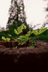 Young raspberry bush growing out of  old tree stump with big trees in background.