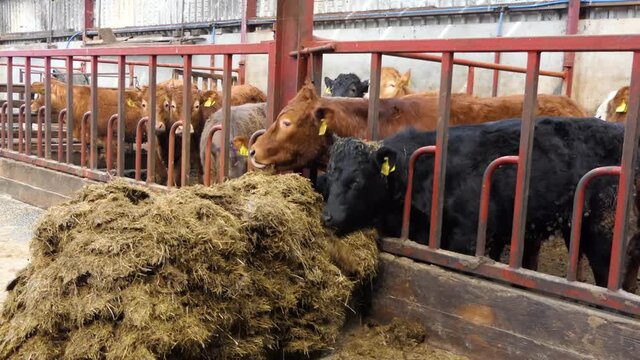 Cattle eating silage grass through a gate in a shed at a farm 