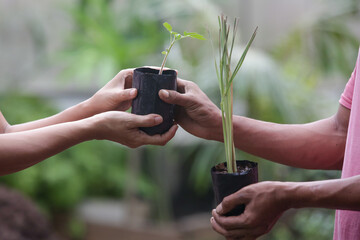 Working in the organic vegetable garden, taking care of young seedlings and transplanting young plants into the garden soil.