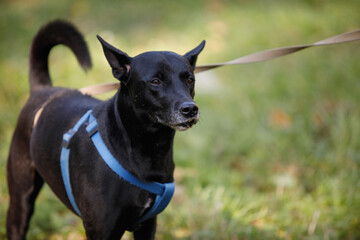 Dog in the park.