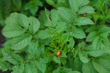 Colorado potato beetle.