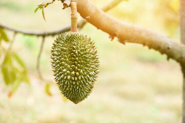 Durian tree with durian fruit in the garden summer /