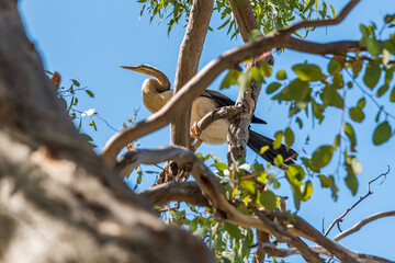 Australian Egret perched in a tree near the South Yunderup estuary