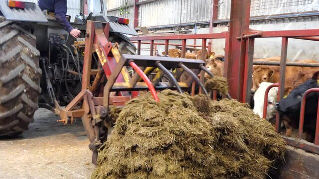 Cattle eating silage grass through a gate in a shed at a farm 