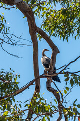 Australian Egret perched in a tree near the South Yunderup estuary