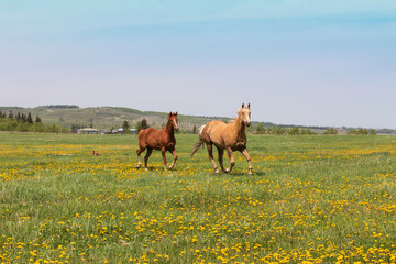 A young bay gelding and an adult palomino gelding trot through a field of green grass and bright yellow dandelions.
