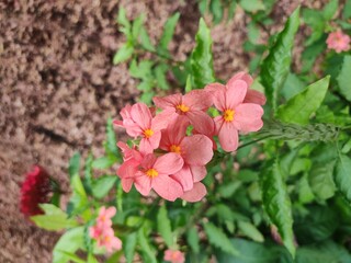 pink flowers in the garden