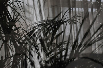 house plants in abstract way