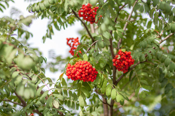 Ash berry bunches ready to be picked up