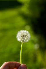 Blowball Dandelion in the Wind