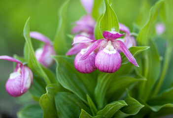 Cypripedium pink colored flower that looks like a shoe