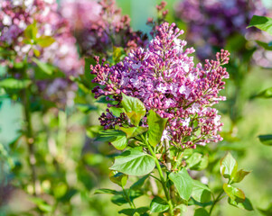 Lilac branch