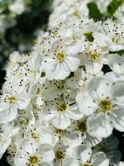 white cherry blossom