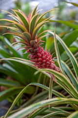 Fototapeta premium Pineapple growing in a farm in Thailand