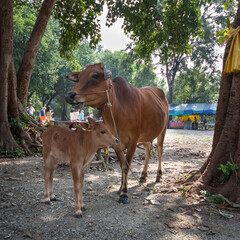A cow and a calve in the shadow of the trees