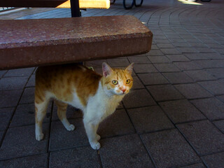 an orange and white tabby cat 