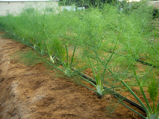 Foeniculum vulgare 'Perfection' is an improved Zefa Fino-type fennel selected for larger, rounder bulbs with good vigor and bolt resistance.