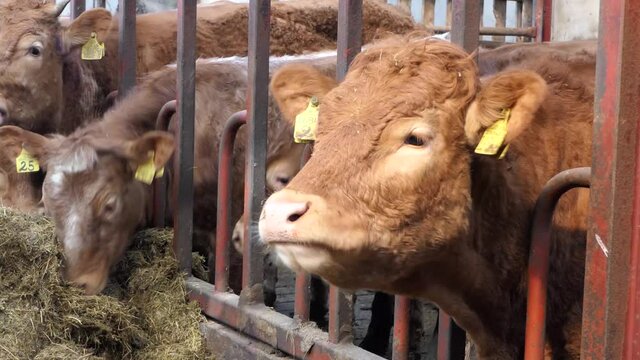 Cattle eating silage grass through a gate in a shed at a farm 