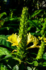 Fototapeta na wymiar Appendicula in the garden at sunny morning