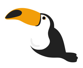 Toucan, Tropical Birds