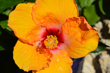 Orange hibiscus at sunny morning