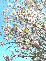 cherry blossom in spring