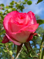 pink rose in garden