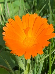orange flower on green grass