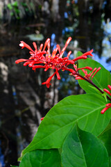 Typical flower from Bali